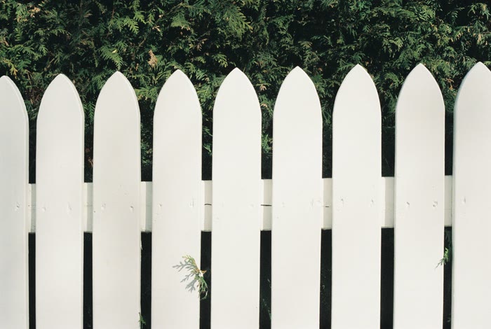 A row of white picket fence boards in front of a green hedge.