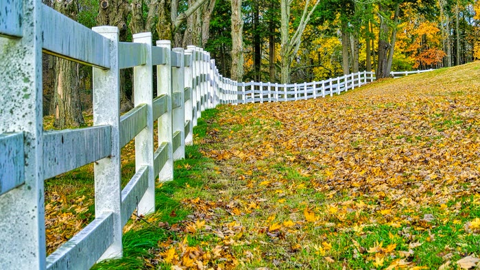 A white rail fence running along a lawn covered in autumn leaves.